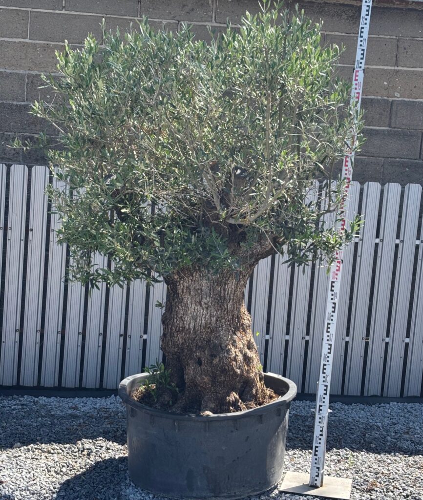 Drzewko Oliwne "Stary bardzo gruby pień" nr.4- Olea Europaea wys. 220cm