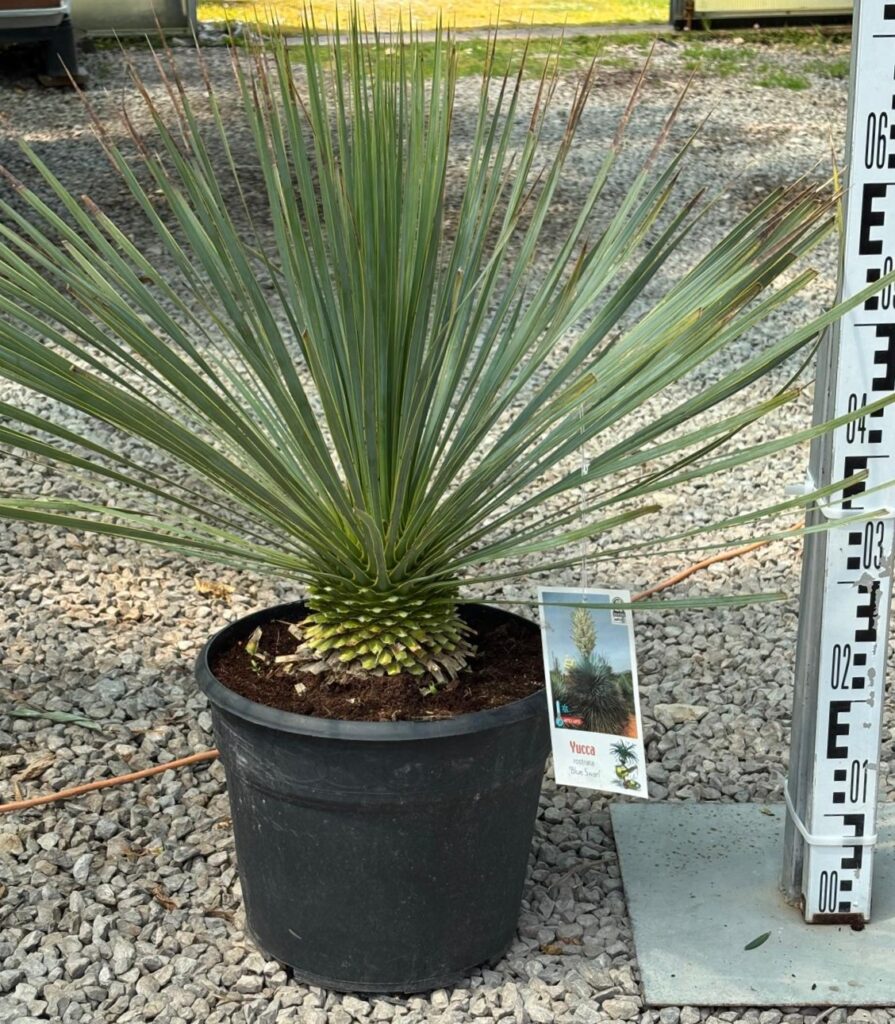(*) Juka Rostrata - Yucca Rostrata wys. 60-70 cm.