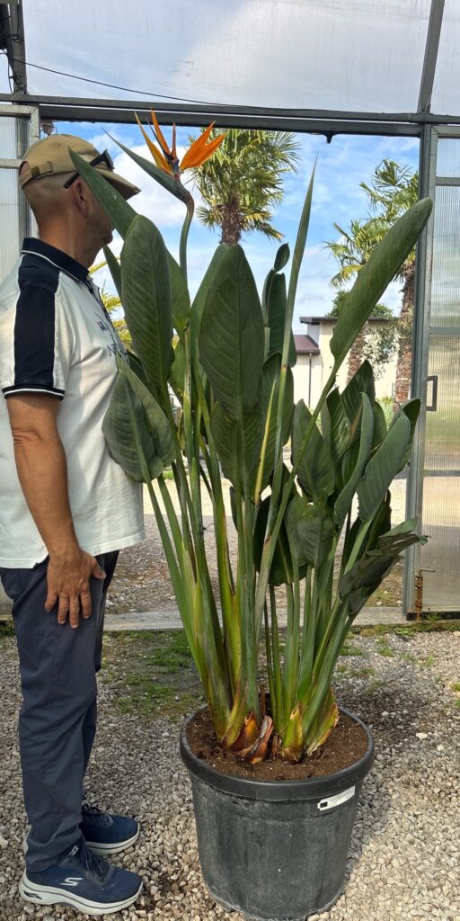 Strelicja Królewska - Strelitzia Reginae wys. 150-160 cm.