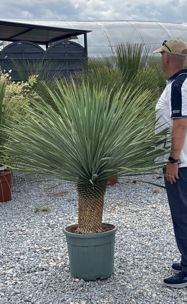 Juka Rostrata - Yucca Rostrata wys. 140-150 cm – XXL korona
