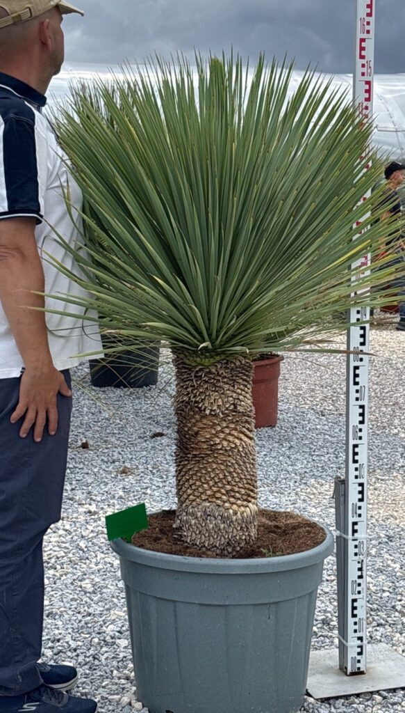 Juka Rostrata - Yucca Rostrata wys. 150-160 cm – XXL korona