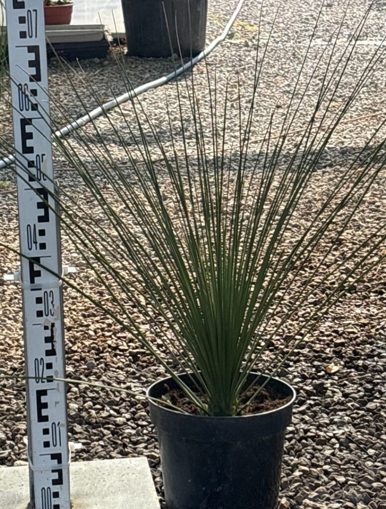 DASILYRION LONGISSIMUM