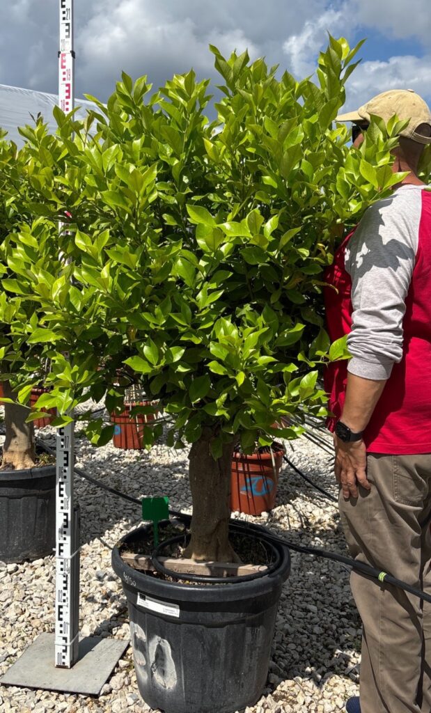 Drzewko Cytrynowe - CYTRYNA - Citrus Limon wys. 190-200 cm.