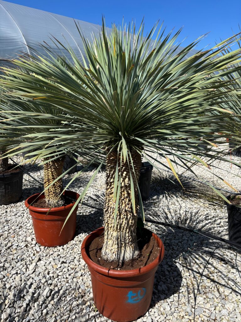 (*) Juka Mrozoodporna – Yucca Rostrata PIEŃ ok. 75cm