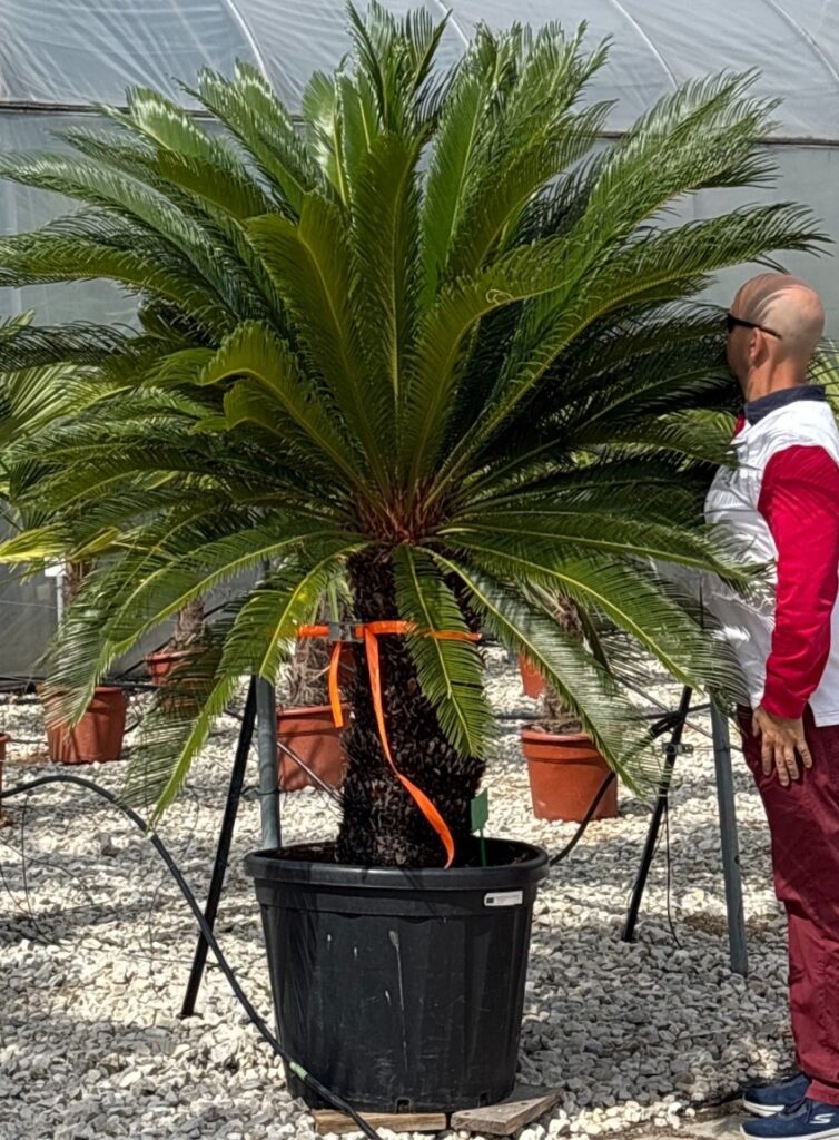 CYCAS REVOLUTA 230CM Z DWIEMA KORONAMI, IMPONUJĄCY
