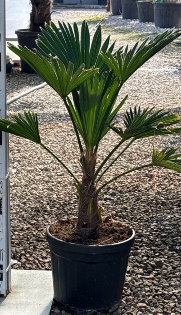 Palma Trachycarpus Wagnerianus - Palma Szorstkowiec Wagnera 65 cm.