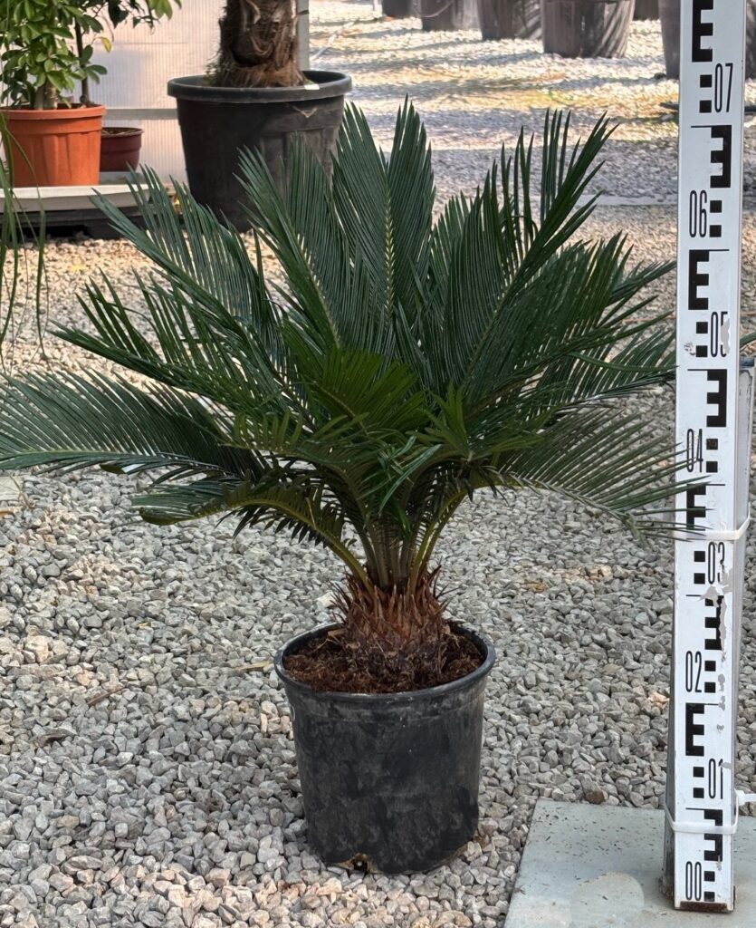 Cycas Revoluta - Sagowiec Odwinięty wys. 60-70cm.