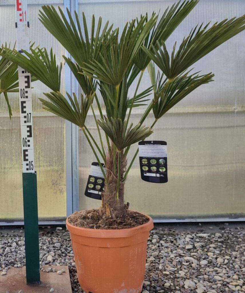 Palma Trachycarpus Wagnerianus - Palma Szorstkowiec Wagnera 110-120 cm.