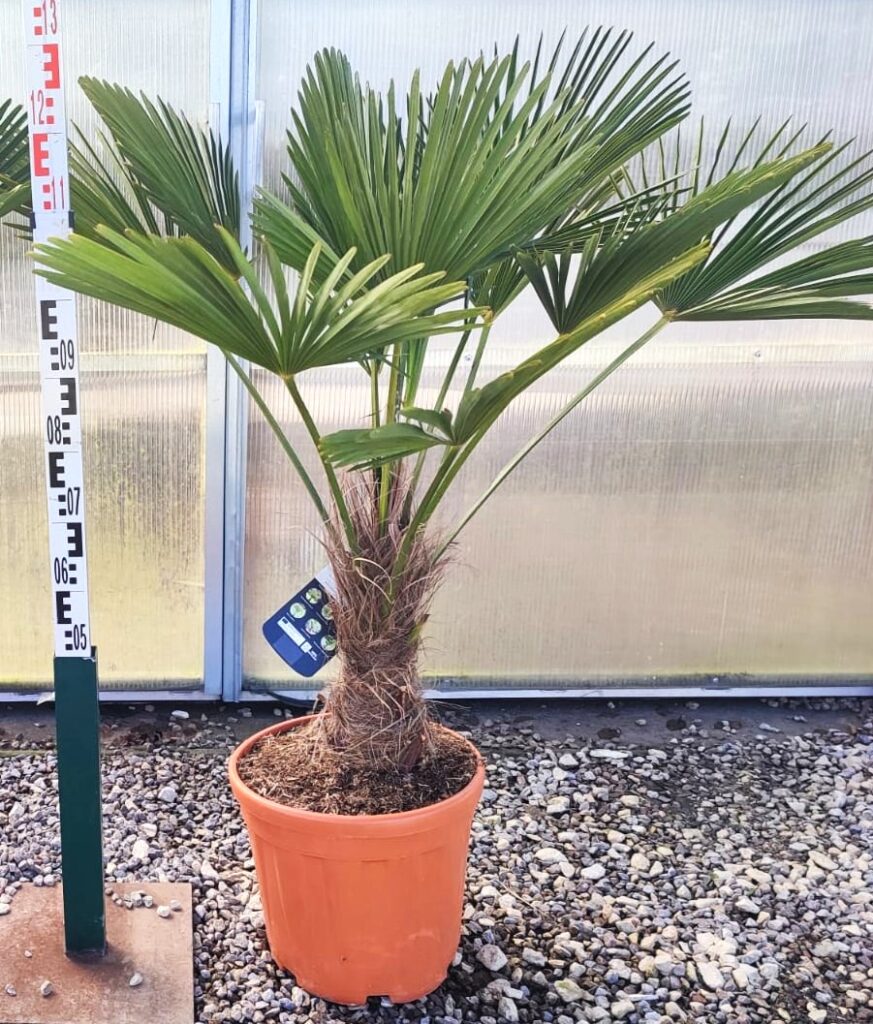 Palma Trachycarpus Fortunei - Palma Szorstkowiec Fortunego Wysokość 120-140 cm.