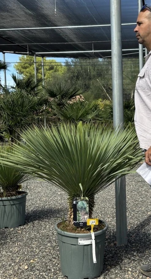 Juka Rostrata - Yucca Rostrata wys. 90-100 cm. c25