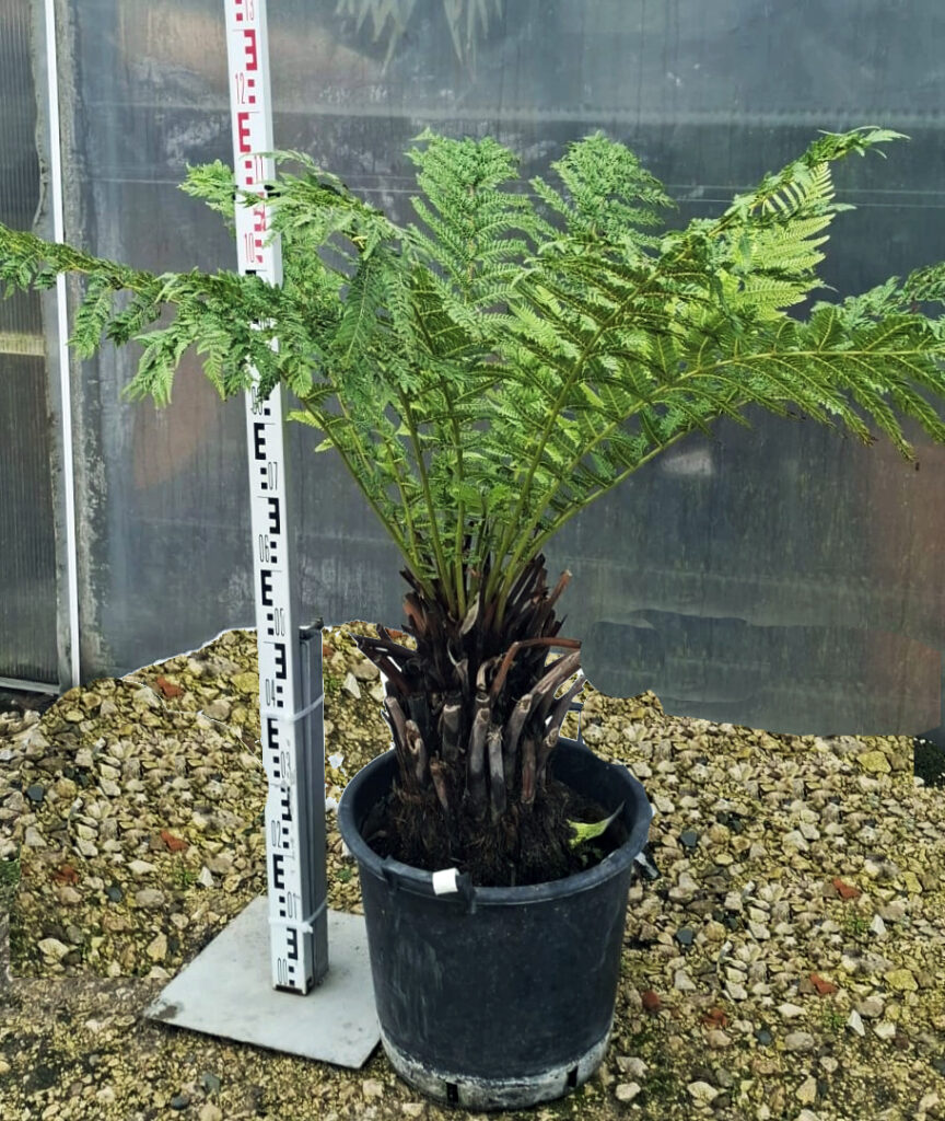 Dicksonia Antarctica - Diksonia antarktyczna - Paproć Drzewiasta wys. 120 cm.