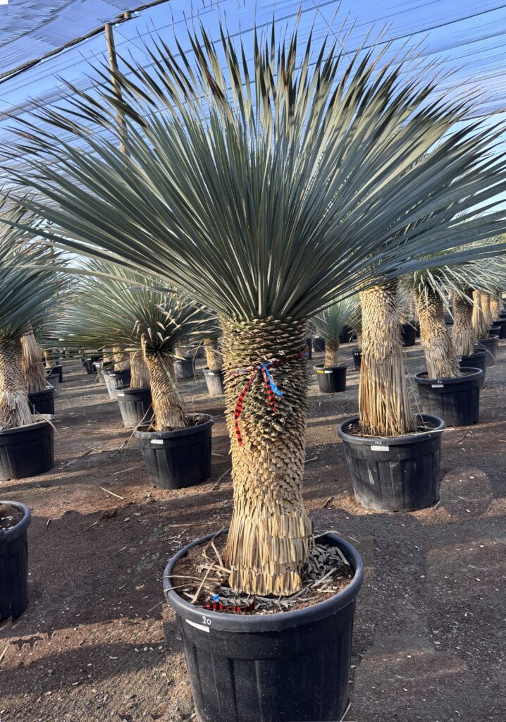 Juka Rostrata NIEBIESKA - Yucca Rostrata 200-220cm.