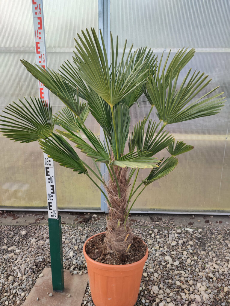 Palma Trachycarpus Wagnerianus - Palma Szorstkowiec Wagnera 130-150 cm.