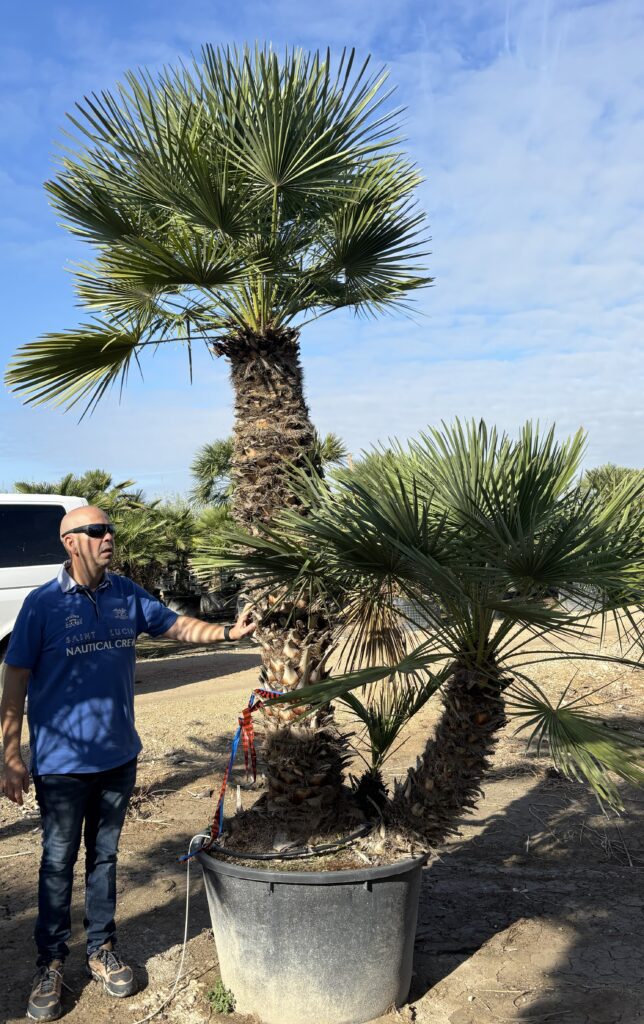Palma Chamaerops Humilis XXL- Karłatka Niska, Palma Karłowa