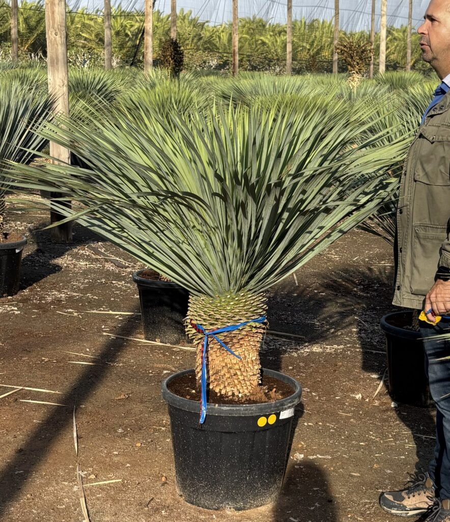 Juka Rostrata – EKSTRA GRUBY PIEŃ- wys. 140/150 cm.