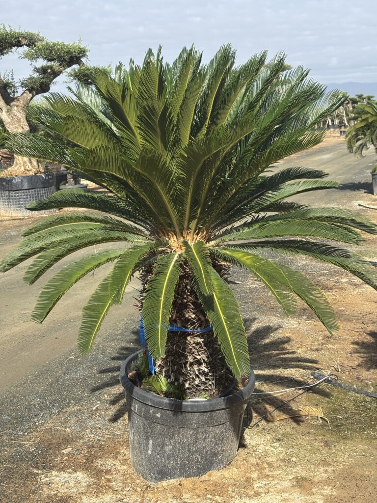 Cycas Revoluta - Sagowiec Odwinięty wys. 170cm.