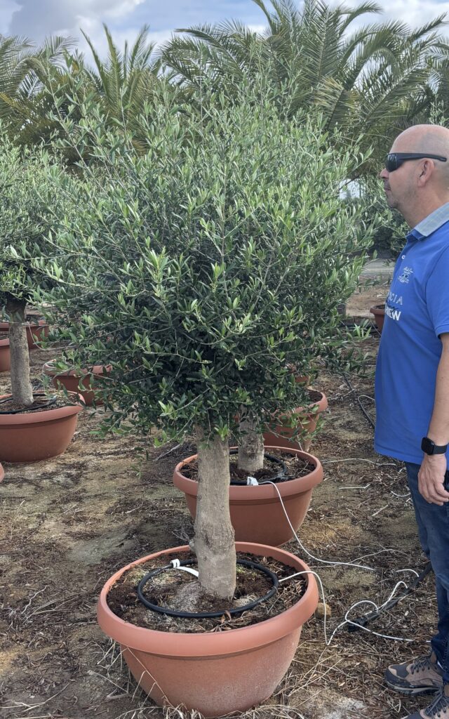 Drzewko Oliwne KULA Gruby Pień - Olea Europaea wys. 170-180 cm.