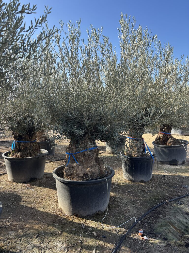 Drzewko Oliwne "Stary bardzo gruby pień" XXL - Olea Europaea XXL