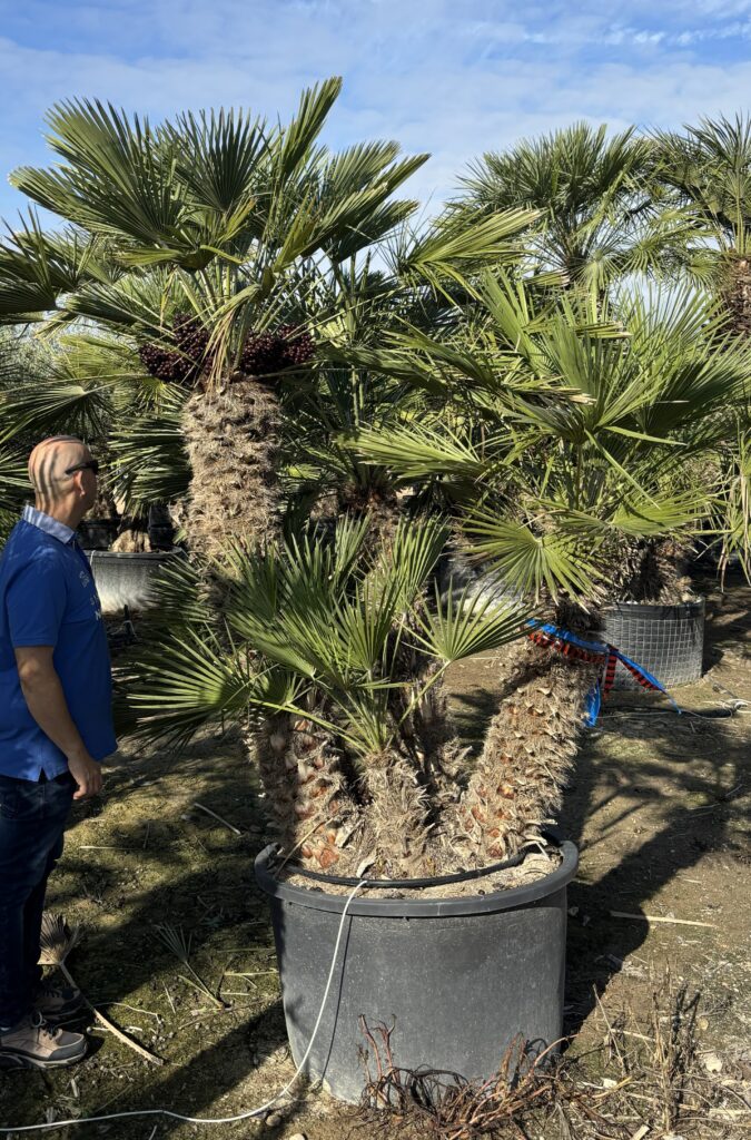 Palma Chamaerops Humilis Wielopniowa - Karłatka Niska, Palma Karłowa