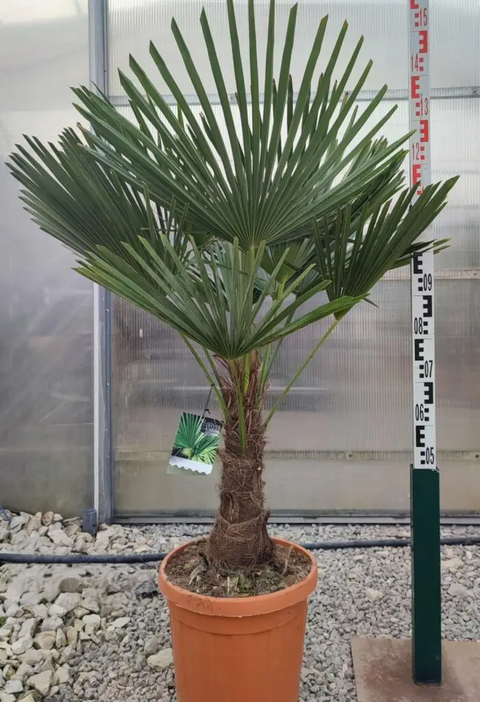 Palma Trachycarpus fortunei 140-150 cm - Szorstkowiec Fortunego, mrozoodporna palma do ogrodu