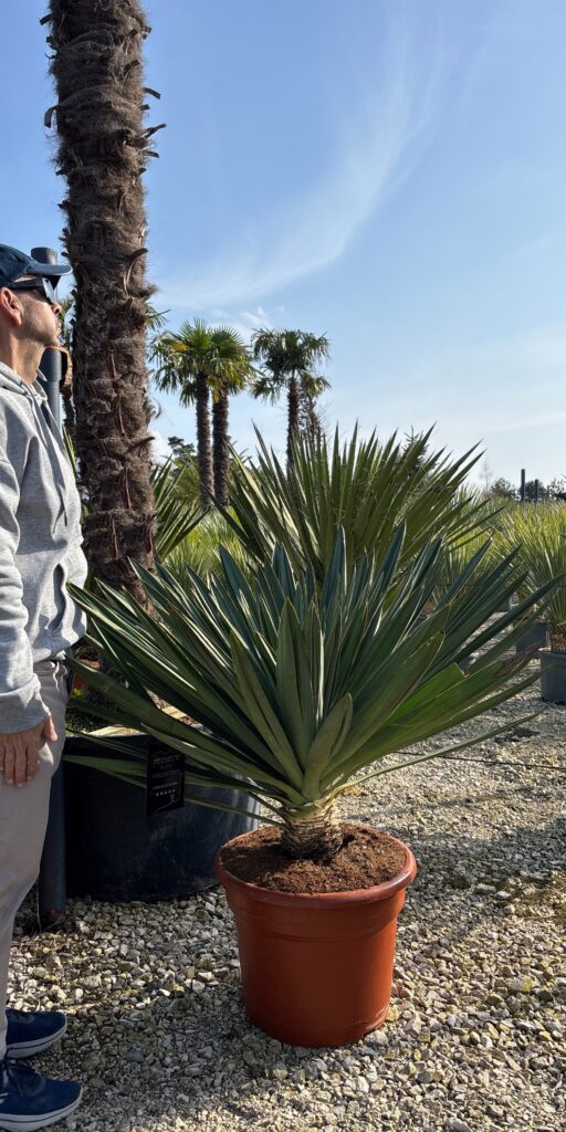 juka gloriosa lone star premium roślina egzotyczna sklep