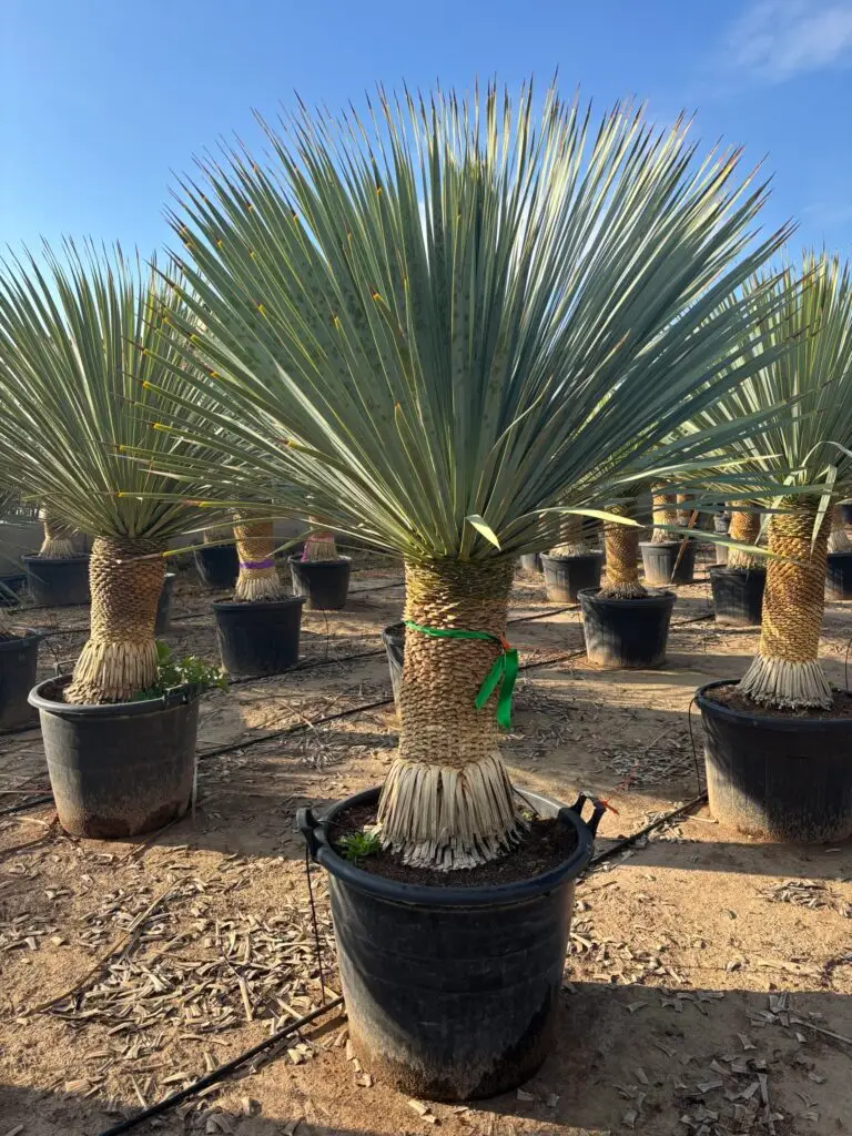 Juka Rostrata NIEBIESKA Blue Swan 170-180 cm – mrozoodporna Yucca Rostrata do ogrodu