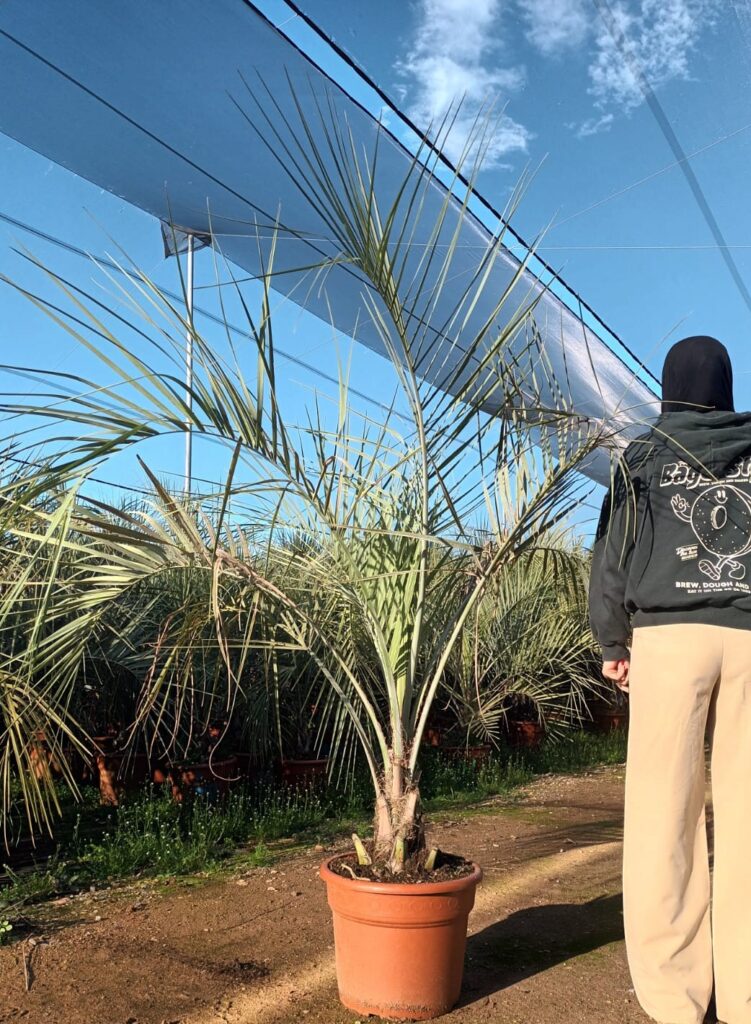 Palma Butia Capitata - Palma Bucja Główkowata c25