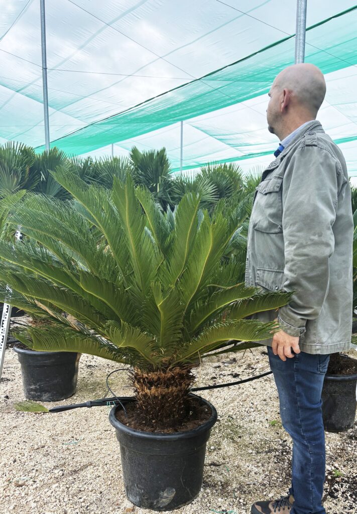 Cycas Revoluta - Sagowiec Odwinięty wys. 130-140cm.