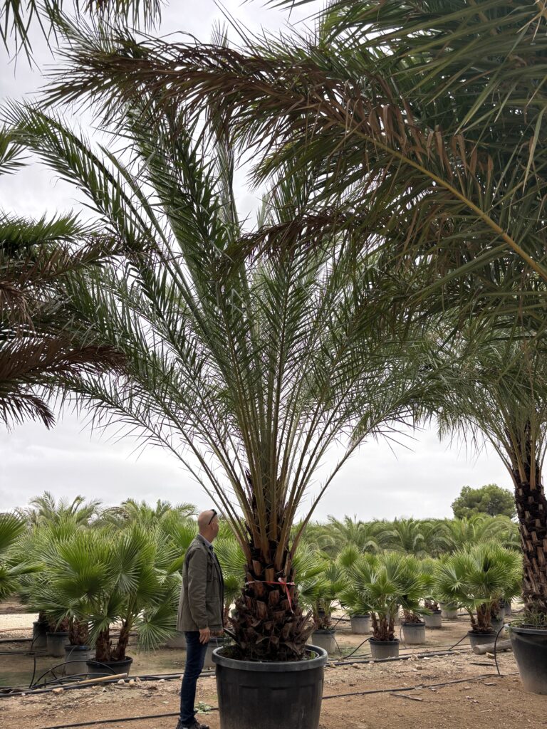 Palma Phoenix Sylvestris – Daktylowiec leśny pień 80-90 cm XXL