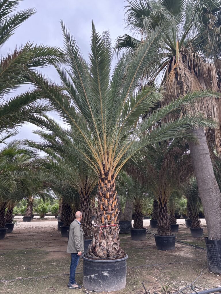 Palma Phoenix Sylvestris – Daktylowiec leśny pień 200 cm XXL