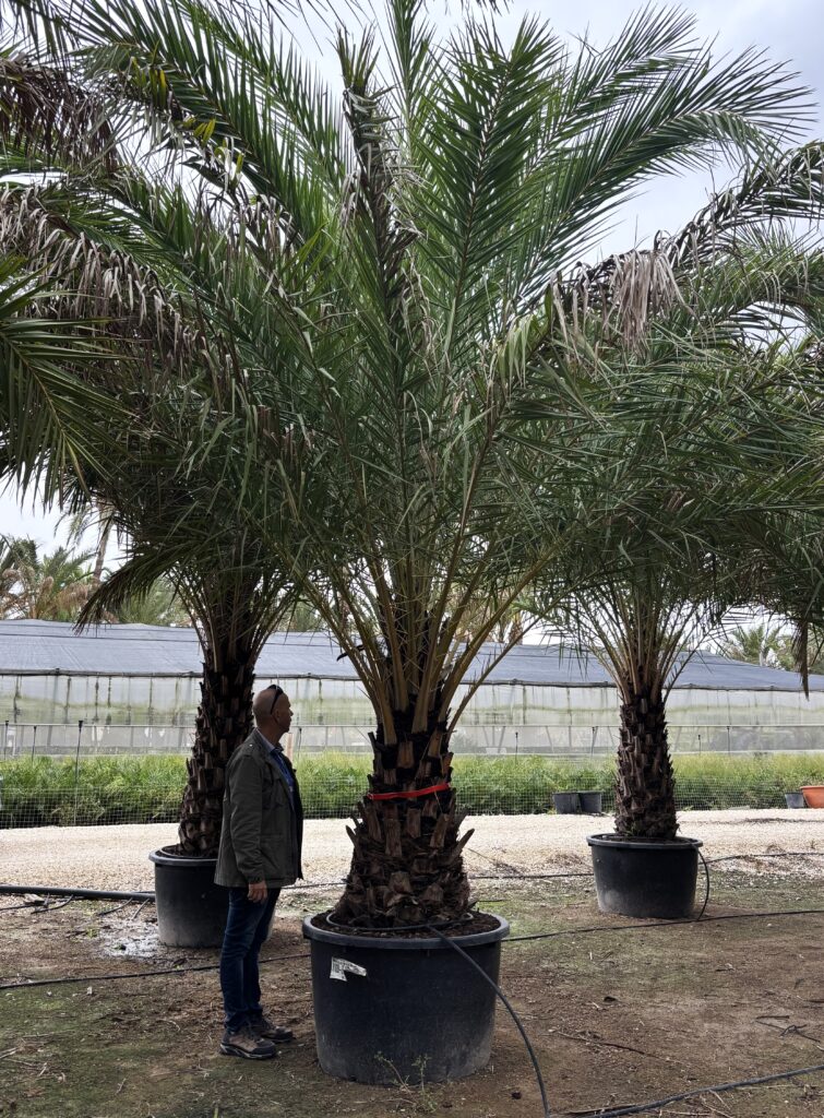 Palma Phoenix Sylvestris – Daktylowiec leśny pień 80-90 cm