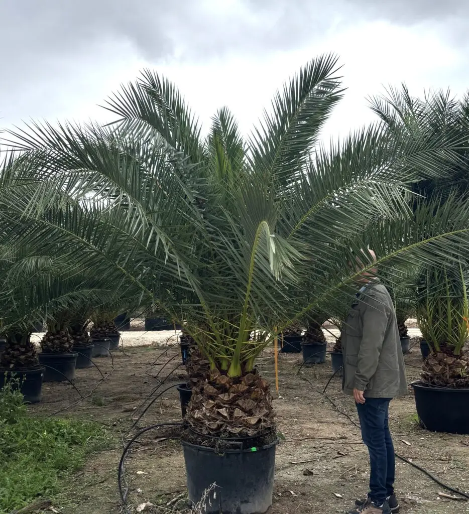 Palma Phoenix Canariensis – Daktylowiec Kanaryjski pień 40 cm w donicy na tarasie lub w ogrodzie