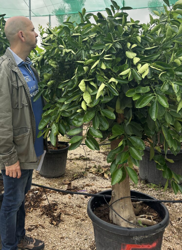 Drzewko Pomaranczowe - POMARANCZA - Citrus Sinensis wys. 180/200 cm.