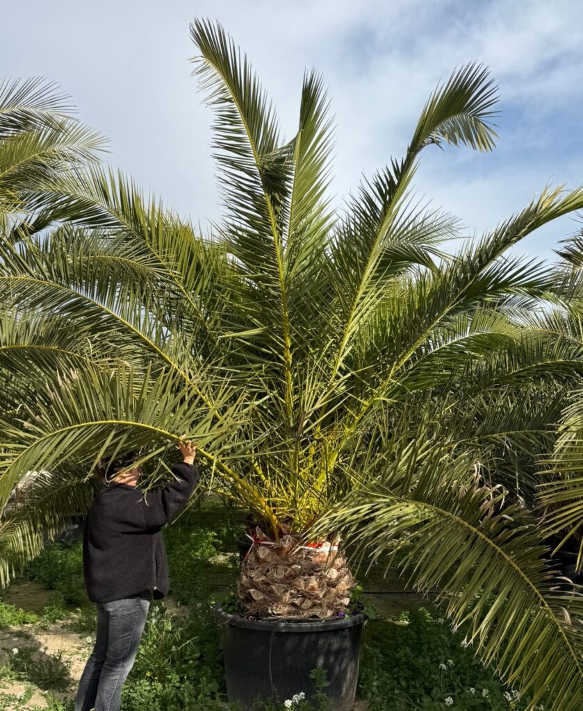 Palma Phoenix Canariensis – Daktylowiec Kanaryjski pień 50 cm
