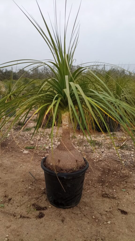 Beaucarnea recurvata 100 cm – Nolina wygięta, egzotyczna roślina doniczkowa zwana słoniową stopą