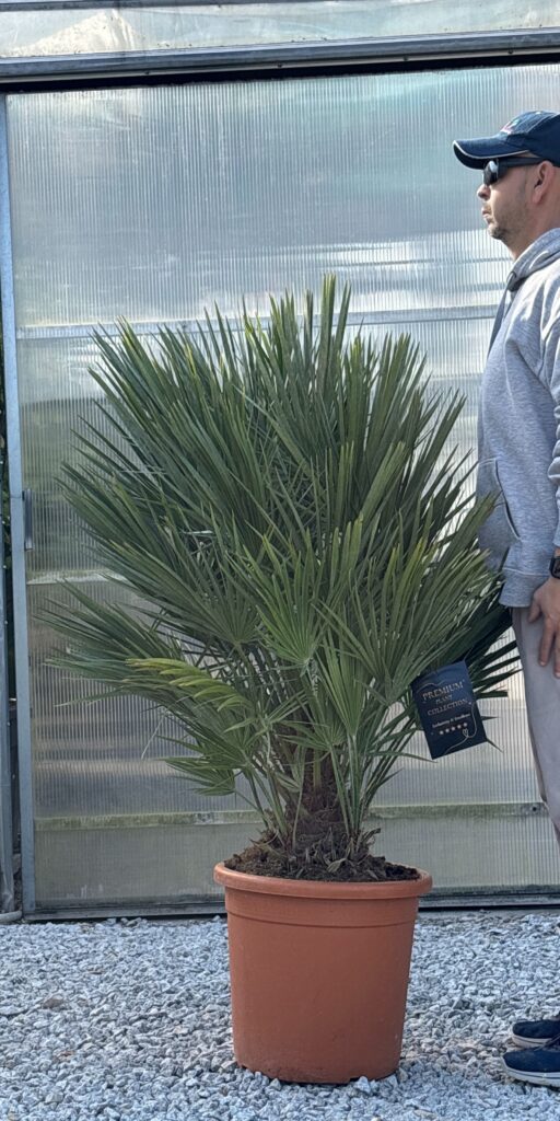 chamaerops humilis premium palma mrozoodporna ogród egzotyczny