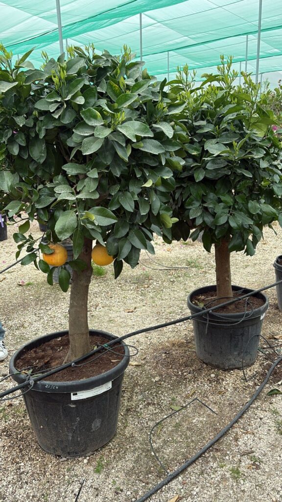 Drzewko grejpfrutowe Pomelo – Citrus paradisi 160 cm egzotyczna roślina cytrusowa