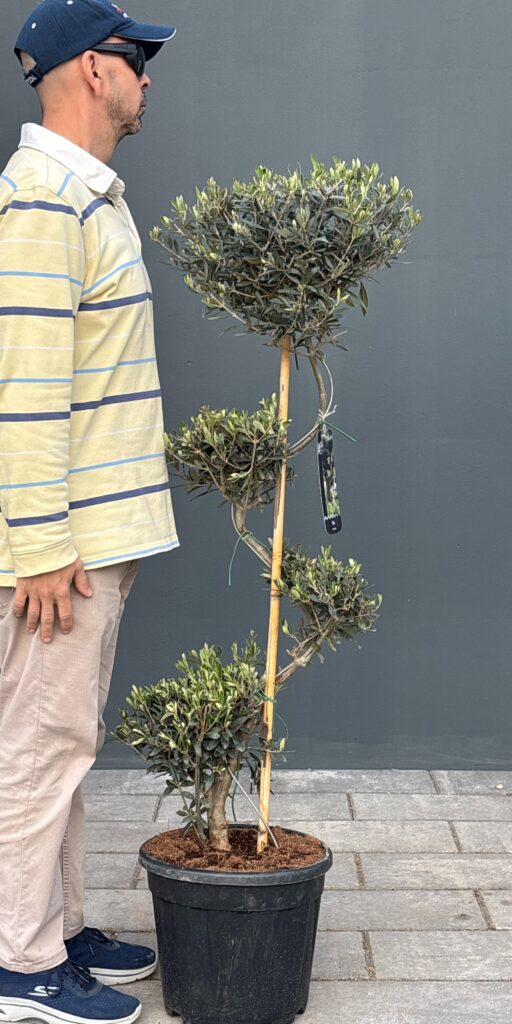 Drzewko Oliwne Olea Europaea "S" odporne na mróz