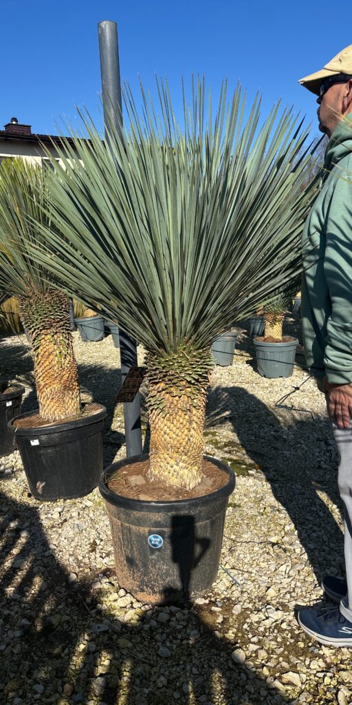 juka rostrata mrozoodporna premium egzotyczny ogród