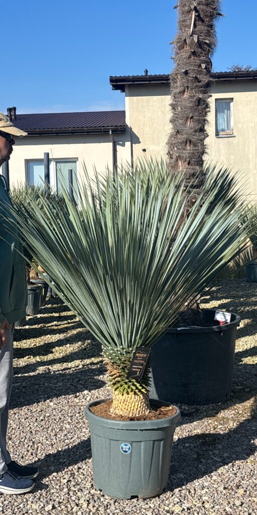 juka rostrata do ogrodu premium super blue egzotyczny ogród