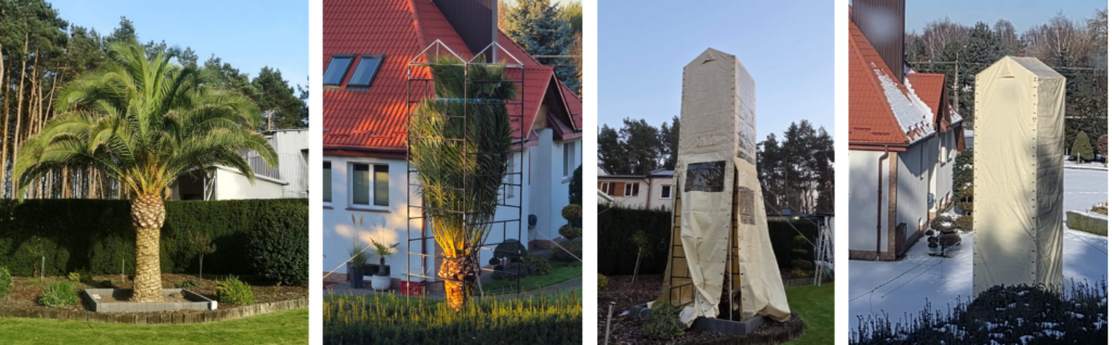 Phoenix canariensis w domku zimowym chroniona przed mrozem w polskim klimacie