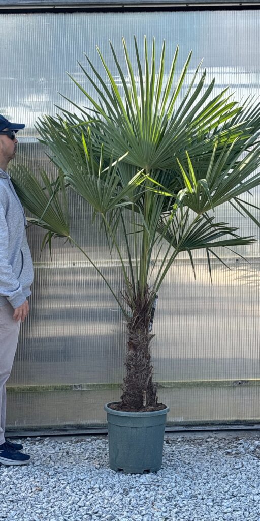 trachycarpus fortunei palma mrozoodporna szorstkowiec fortuniego ogród