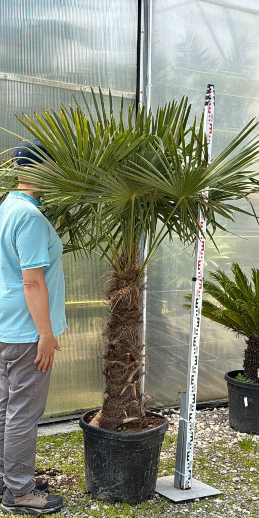 szorstkowiec fortuniego trachycarpus fortunei palma mrozoodporna egzotyczna