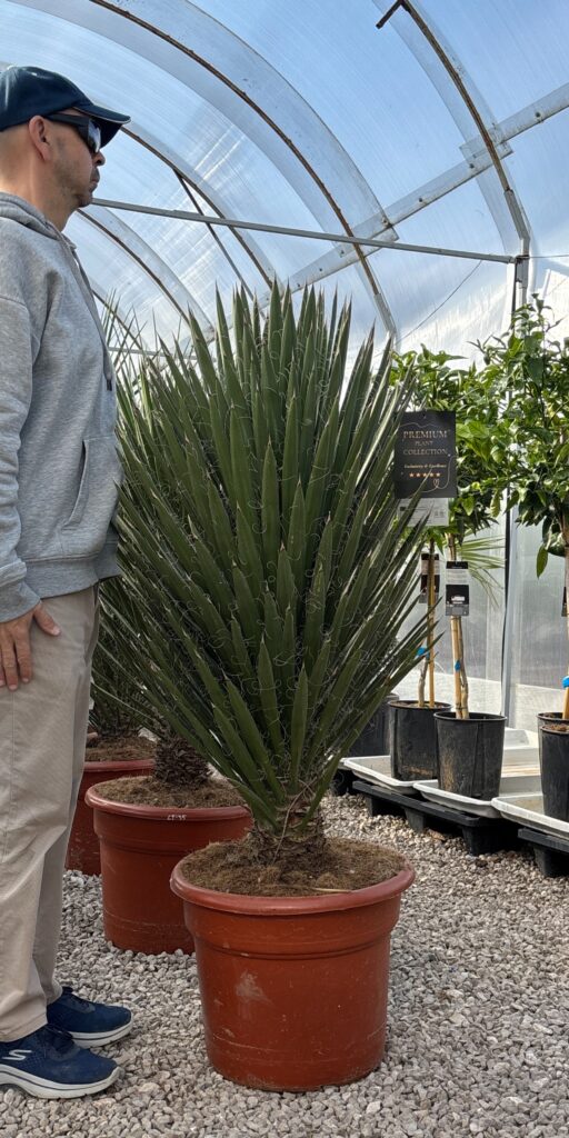 yucca filifera australis imponujaca juka egzotyczna ogrod