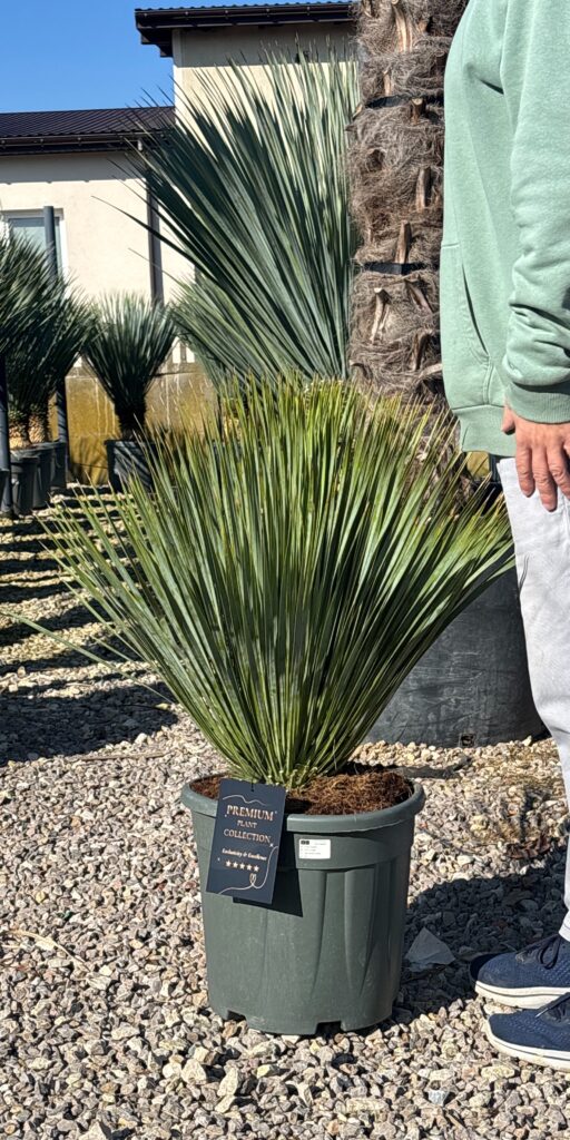 juka rostrata premium roślina egzotyczna sklep cena kup teraz