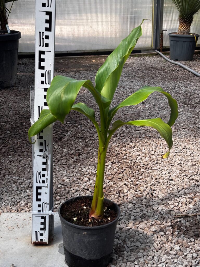 musa basjoo bananowiec mrozoodporny w ogrodzie egzotycznym egzotyczny ogród