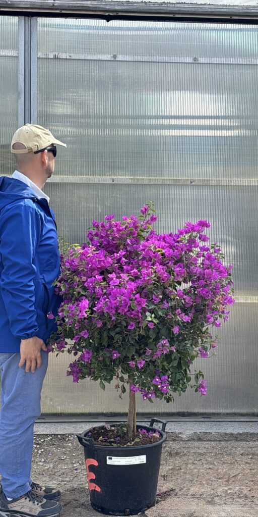 Bougainvillea na słonecznym tarasie