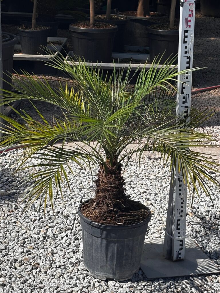 Phoenix roebelenii 90–100 cm w doniczce – palma feniks niski (daktylowiec karłowy)