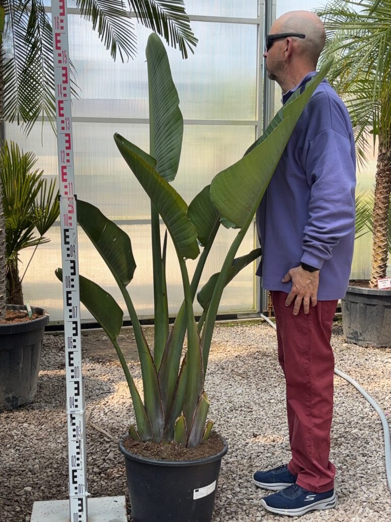 Strelitzia Nicolai wys. 160–170 cm – Biała Strelicja Augusta w donicy, majestatyczna tropikalna roślina doniczkowa do salonu