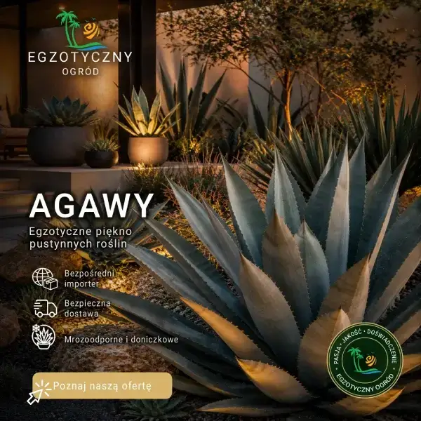 Mrozoodporne Agawy Ogrodowe i Doniczkowe - Agave Havardiana, Ovatifolia, Parryi